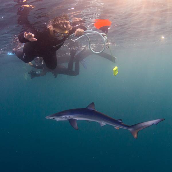 Snorkel con tiburones sin experiencia previa